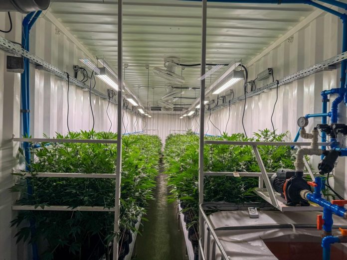 Cultivo indoor da Cannabis, em contêineres climatizados- Crédito da Foto é de Deyver Couto