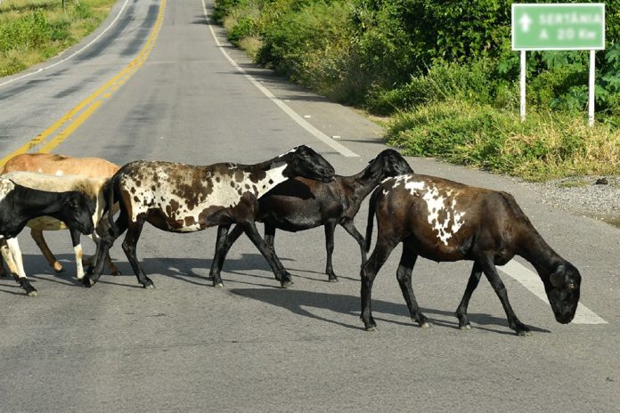 mppe_animais_soltos_na_pista-852 Divulgação/MPPE